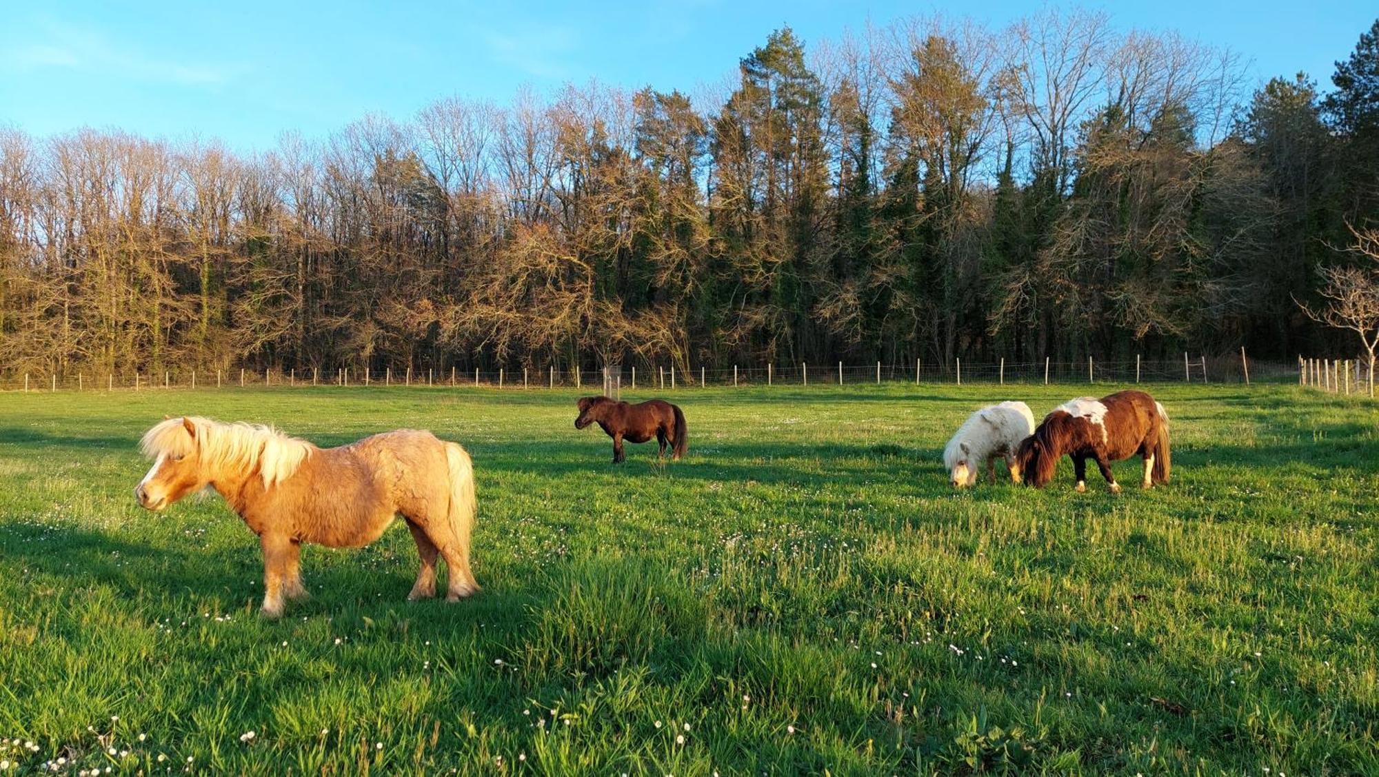 Ferme Des Petites Oreilles 4 Etoiles Montignac-Lascaux Kültér fotó