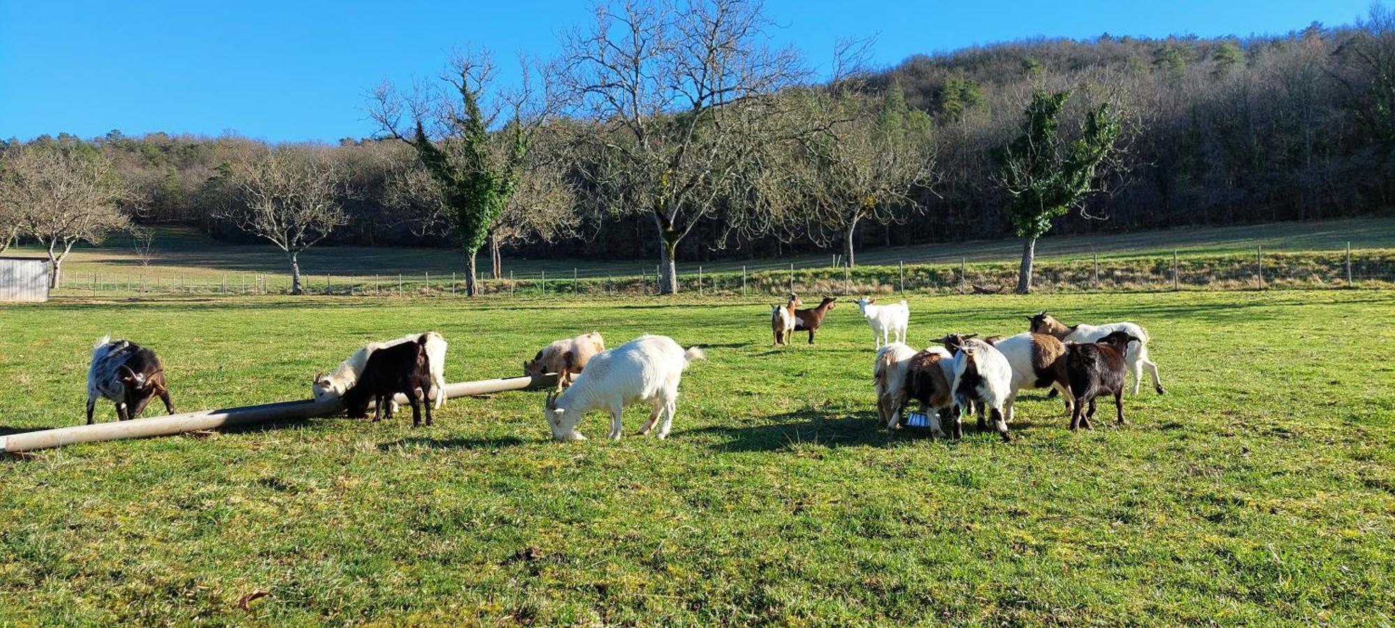 Ferme Des Petites Oreilles 4 Etoiles Montignac-Lascaux Kültér fotó